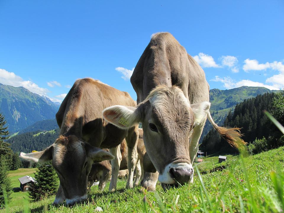 cows-203460_960_720