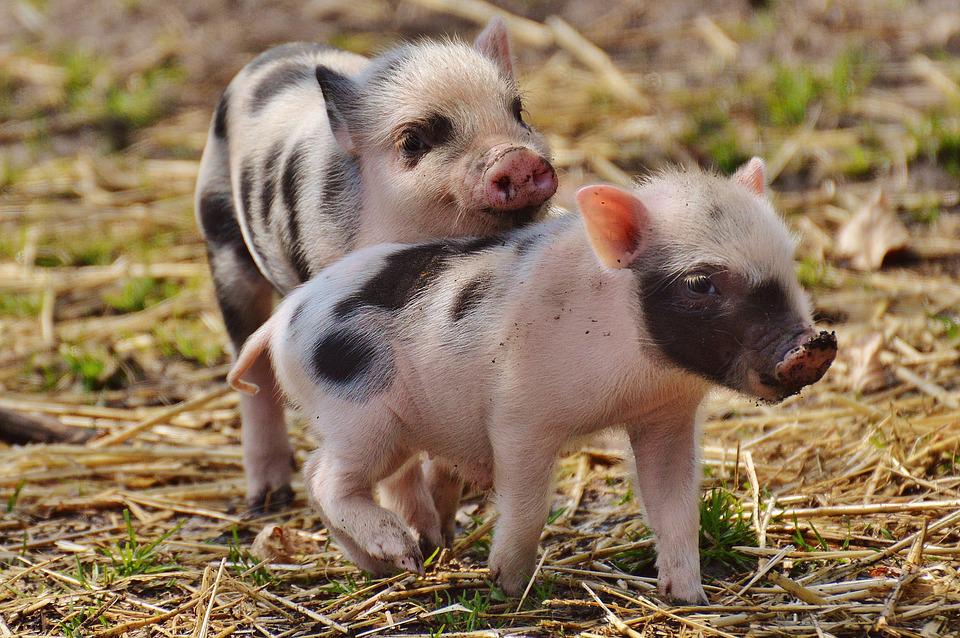 piglet-1332259_960_720
