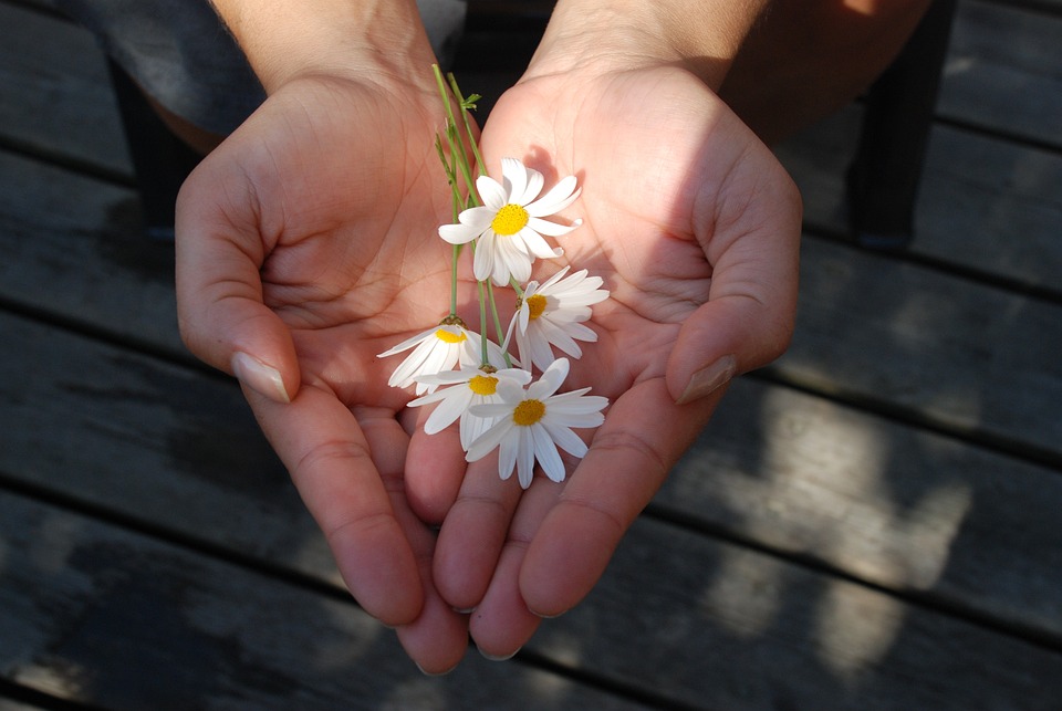 Margeriten in der Hand