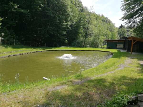 Teich in Kocheregg