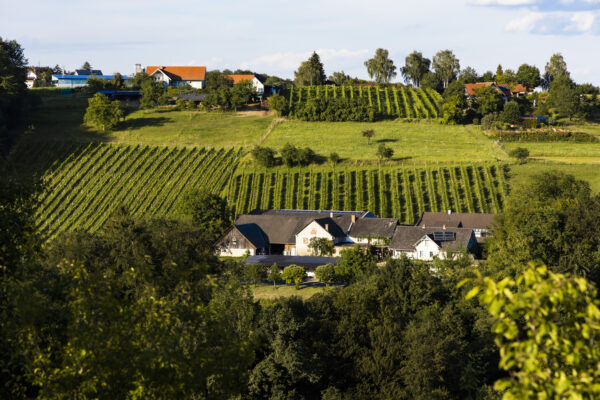 Sicht auf den Weinhof Schellauf