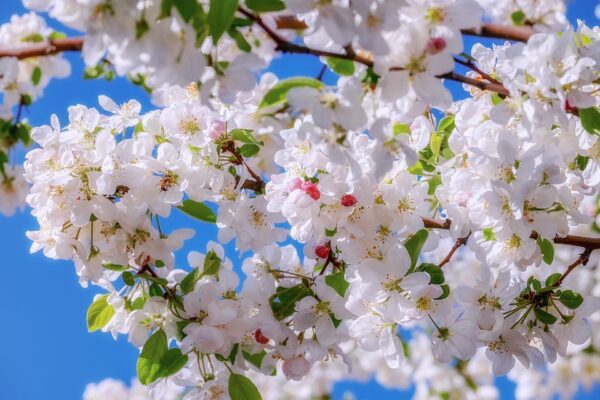 Apfelbaum in voller Blüte