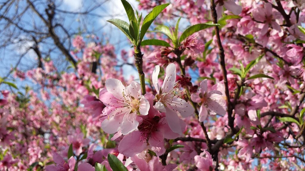 spring-2269586_1280