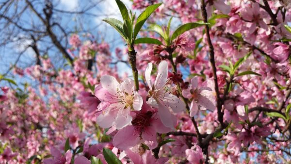 spring-2269586 1280