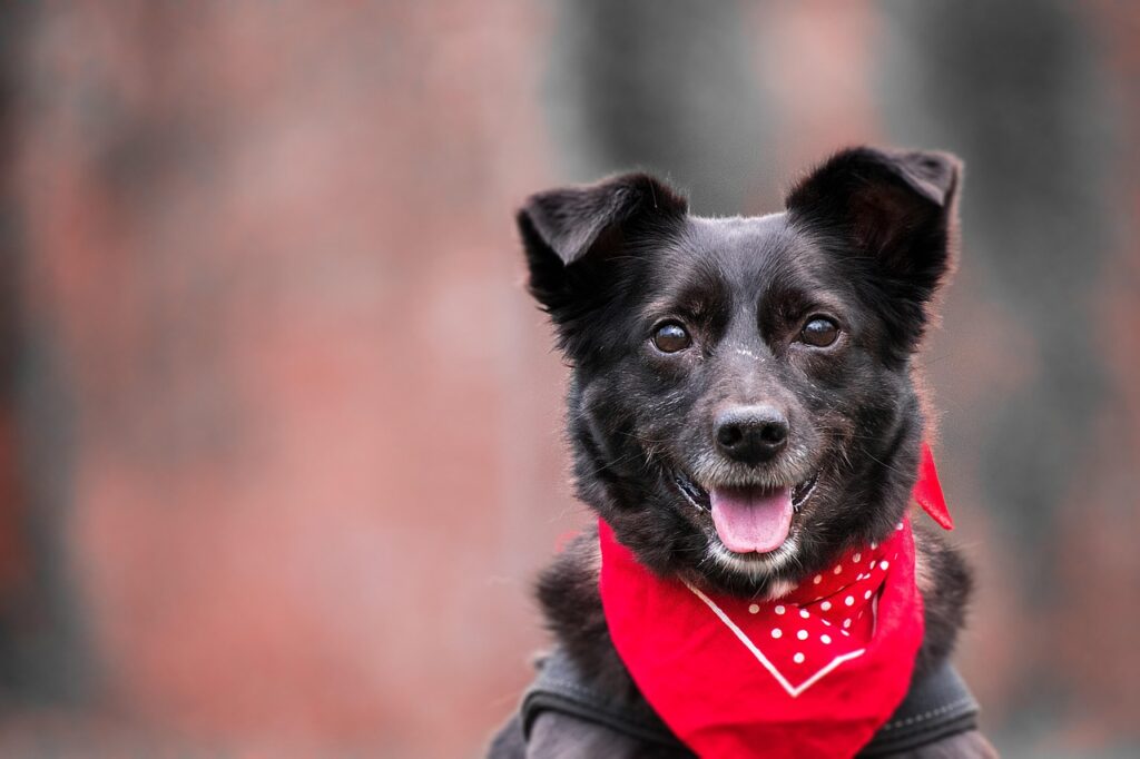 dog-3566984_1280