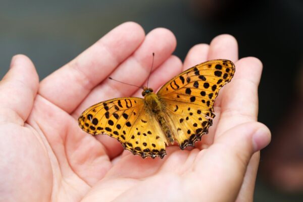 butterfly-4396444_1280