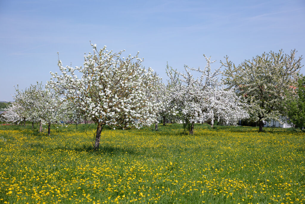 Obstbaumaktion_AdobeStock_229773400