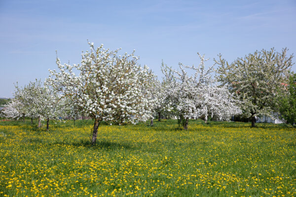 Obstbaumaktion AdobeStock 229773400